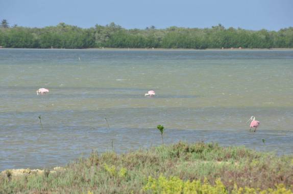 Flamingos e culhereiros na Laguna de Tiraya, na península de Paraguaná, ponto mais ao norte da Venezuela